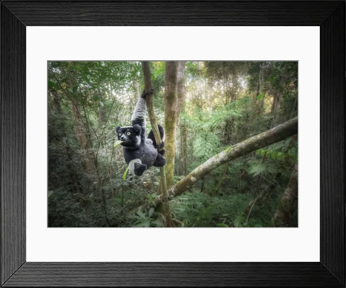 Framed Print : Indri (indri indri) in a primary forest in eastern Madagascar, africa Framed Print : Indri (indri indri) in a primary forest in eastern Madagascar, africa