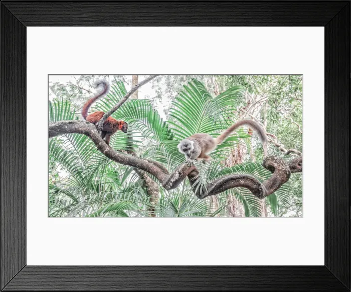 Framed Print : Red hybrid between eulemur macaco e Eulemur coronatus in Palmarium reserve, Madagascar Framed Print : Red hybrid between eulemur macaco e Eulemur coronatus in Palmarium reserve, Madagascar