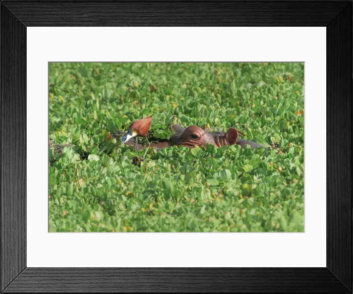 Framed Print : Hippopotamus (Hippopotamus amphibius) in Lake Manyara, Tanzania Framed Print : Hippopotamus (Hippopotamus amphibius) in Lake Manyara, Tanzania