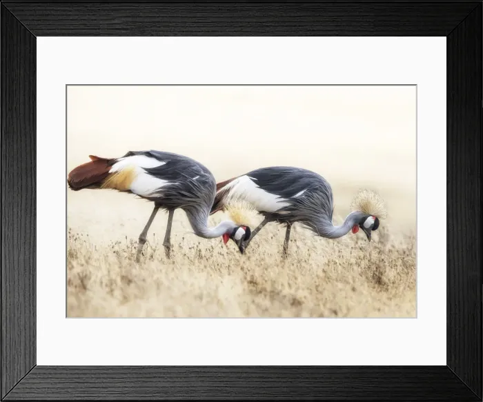 Framed Print : grey crowned crane or gray crowned crane (Balearica regulorum)