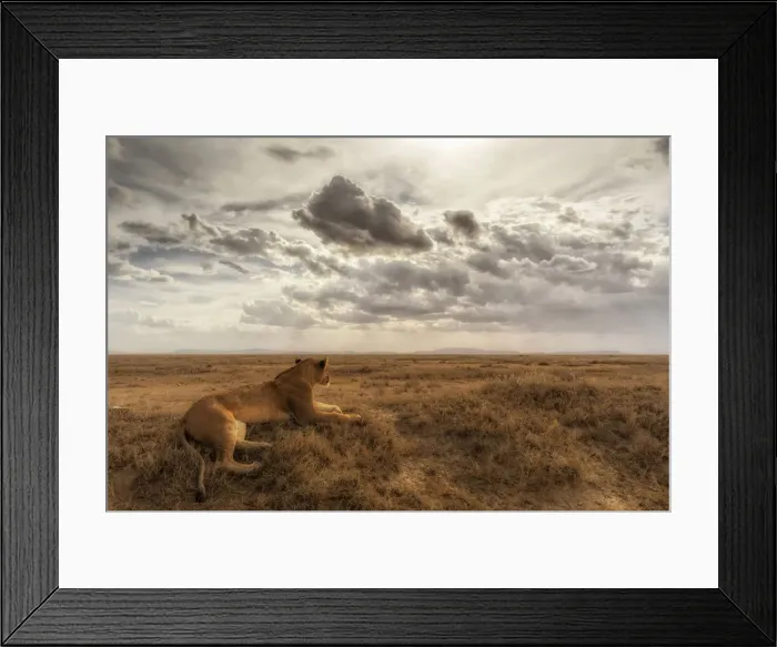 Framed Print : Lioness resting in the Serengeti plains, Tanzania