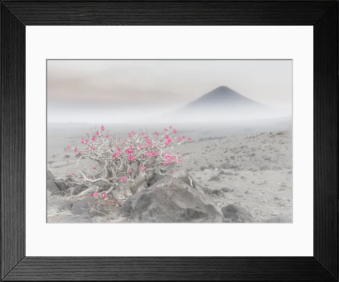 Framed Print : Adenium obesum in Lake Natron area, Northern Tanzania, with the active volcano Ol Doinyo Framed Print : Adenium obesum in Lake Natron area, Northern Tanzania, with the active volcano Ol Doinyo