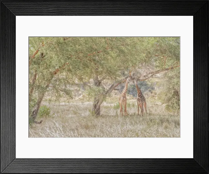 Framed Print : Masai giraffes (Giraffa camelopardalis tippelskirchii), also spelled Msai giraffe Framed Print : Masai giraffes (Giraffa camelopardalis tippelskirchii), also spelled Msai giraffe