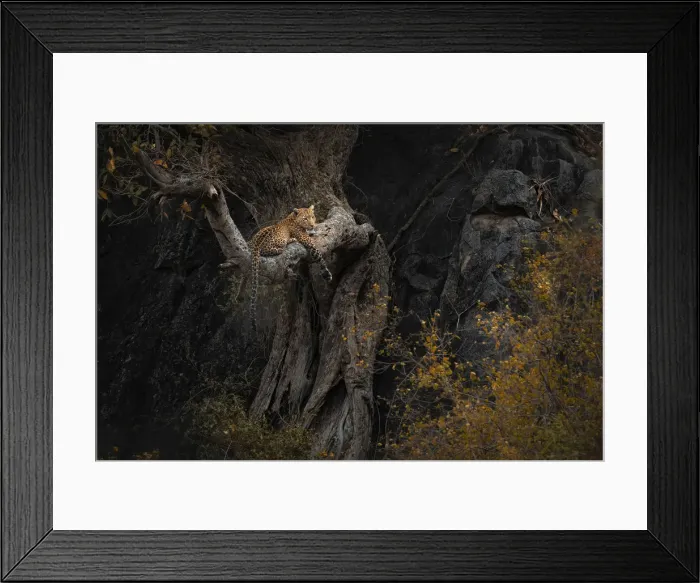 Framed Print : Leopard resting on a tree in the Serengeti National Park, Tanzania