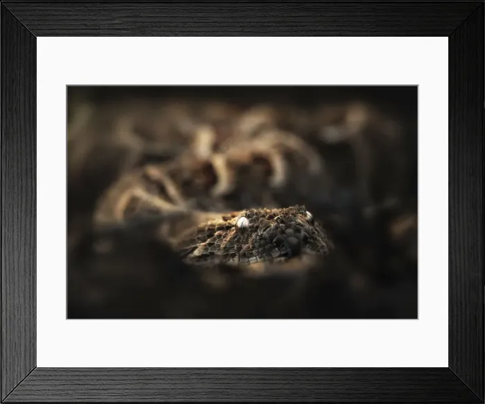 Framed Print : puff adder (Bitis arietans) in the Northern Serengeti, Tanzania Framed Print : puff adder (Bitis arietans) in the Northern Serengeti, Tanzania