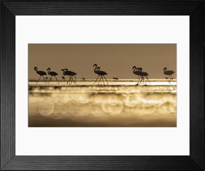 Framed Print : A flock of flamingos in Lake Natron at sunrise, Tanzania