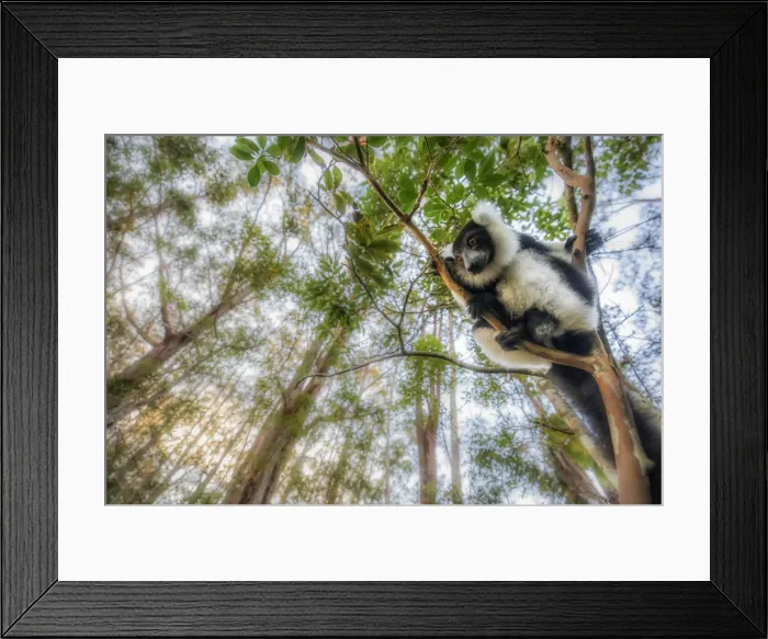 Framed Print : Black and white ruffed lemur (varecia variegata) in Eastern Madagascar