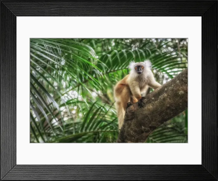 Framed Print : black lemur (Eulemur macaco) in Palmarium reserve, Eastern Madagascar Framed Print : black lemur (Eulemur macaco) in Palmarium reserve, Eastern Madagascar