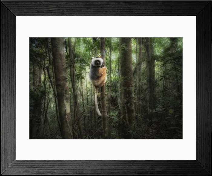 Framed Print : Sifaka diadema (Propithecus diadema) in Andasibe Mantadia National Park Framed Print : Sifaka diadema (Propithecus diadema) in Andasibe Mantadia National Park