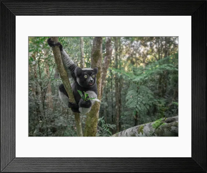 Framed Print : Indri (indri indri) in a primary forest in eastern Madagascar, Africa Framed Print : Indri (indri indri) in a primary forest in eastern Madagascar, Africa