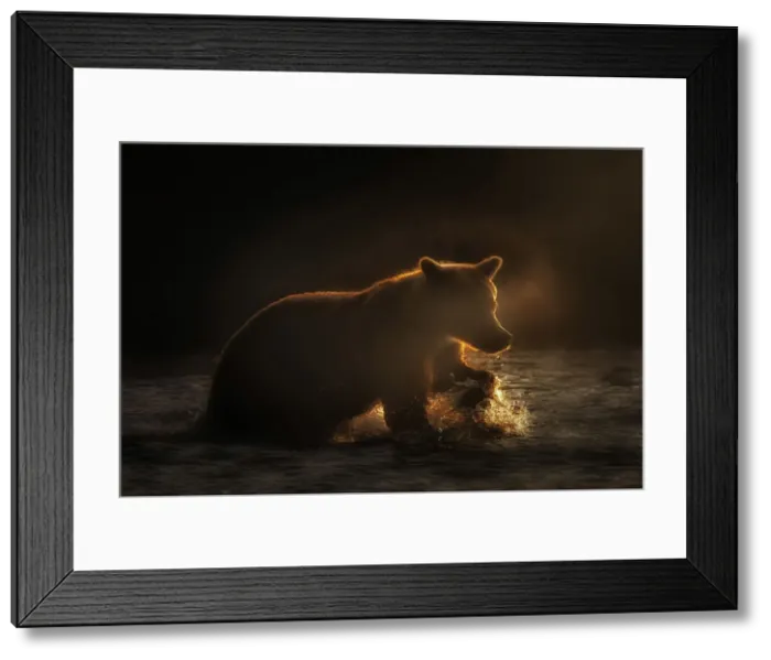 Framed Print : Brown bear silhouette at sunrise in Katmai National Park and Preserve, Alaska Framed Print : Brown bear silhouette at sunrise in Katmai National Park and Preserve, Alaska