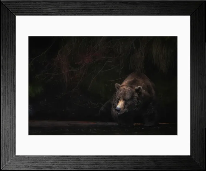 Framed Print : Brown bear (ursus arctos horribilis) fishing for salmon at the brooks falls, brooks river Framed Print : Brown bear (ursus arctos horribilis) fishing for salmon at the brooks falls, brooks river
