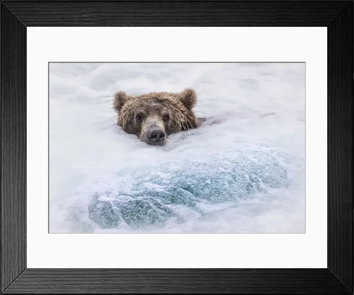 Framed Print : Brown bear (ursus arctos horribilis) fishing for salmon at the brooks falls, brooks river Framed Print : Brown bear (ursus arctos horribilis) fishing for salmon at the brooks falls, brooks river