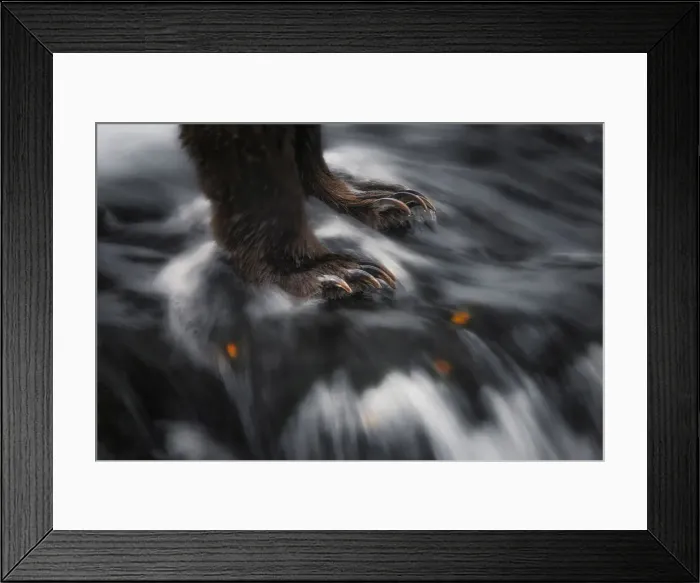 Framed Print : Paws of a brown bear (ursus arctos horribilis) fishing for salmon at the Brooks Falls Framed Print : Paws of a brown bear (ursus arctos horribilis) fishing for salmon at the Brooks Falls