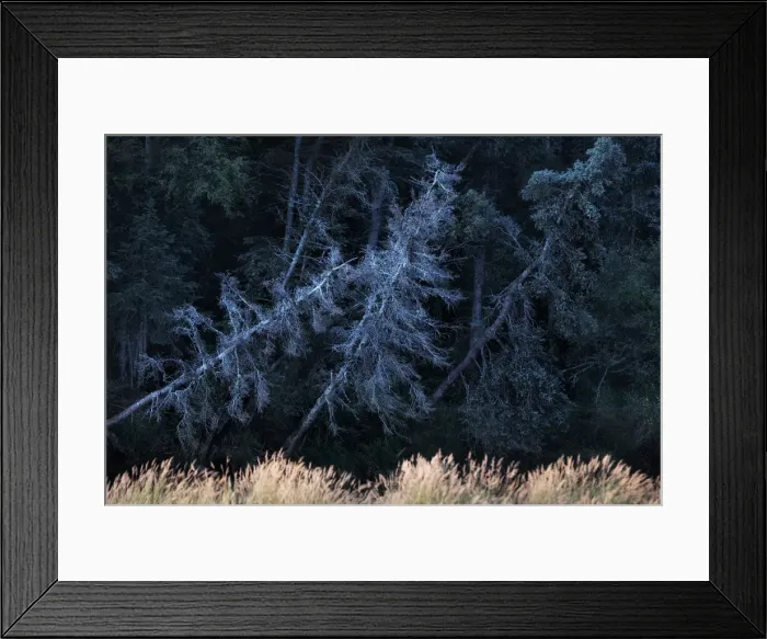 Framed Print : Boreal forest in Katmai National Park and Preserve, Alaska Framed Print : Boreal forest in Katmai National Park and Preserve, Alaska