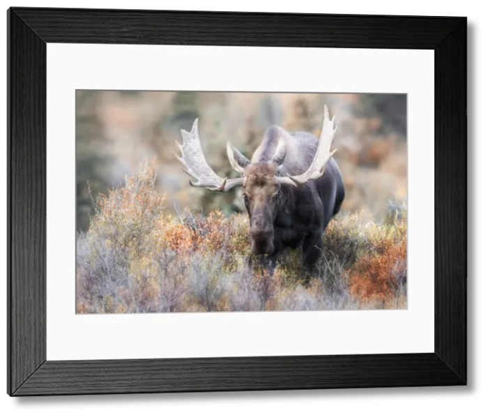 Framed Print : Bull moose during rutting season in Denali National Park, in early autumn Framed Print : Bull moose during rutting season in Denali National Park, in early autumn