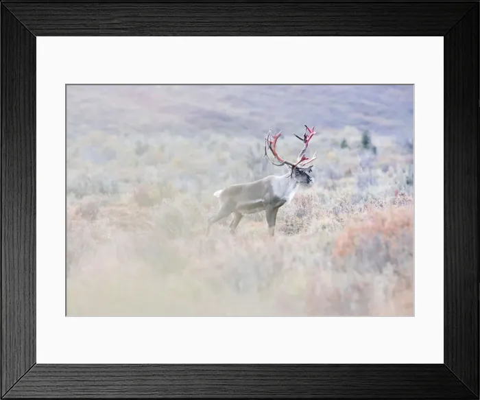 Framed Print : Male caribou in Denali National Park, in early autumn Framed Print : Male caribou in Denali National Park, in early autumn