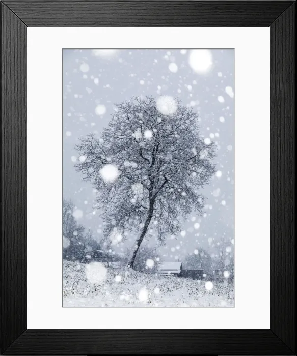 Framed Print : Lonely bare tree under a snowfall, San Gregorio nelle Alpi, Belluno, Veneto, Italy Framed Print : Lonely bare tree under a snowfall, San Gregorio nelle Alpi, Belluno, Veneto, Italy