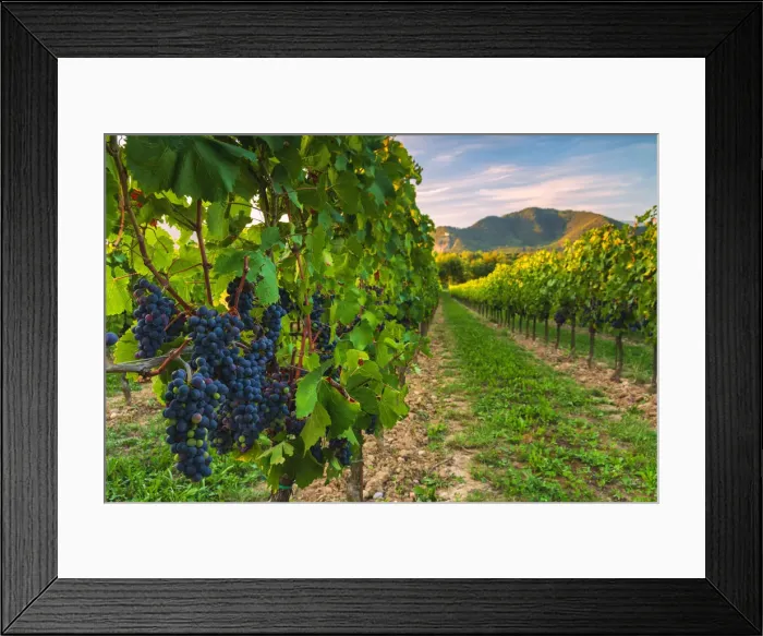 Framed Print : Grape of the Franciacorta, Brescia province, Lombardy district, Italy, Europe