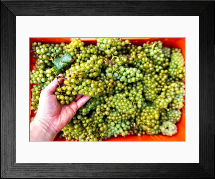 Framed Print : Harvest in Franciacorta, Brescia province, Lombardy district, Italy, Europe Framed Print : Harvest in Franciacorta, Brescia province, Lombardy district, Italy, Europe