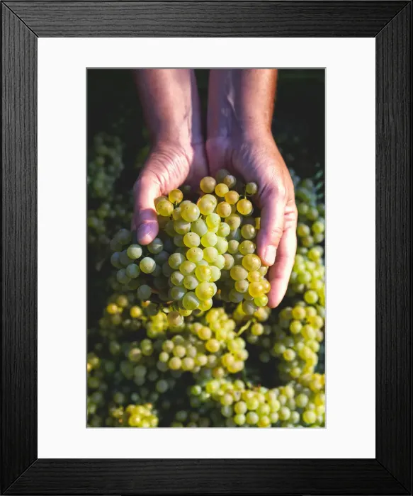 Framed Print : Harvest in Franciacorta, Brescia province, Lombardy district, Italy, Europe
