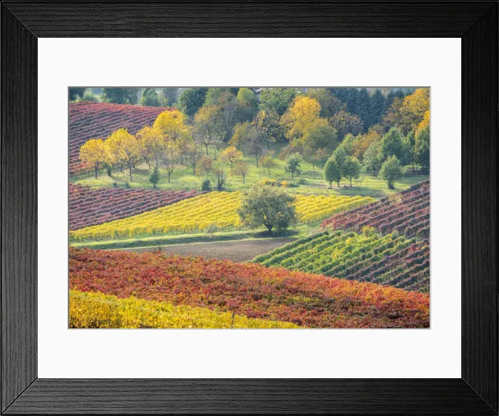 Framed Print : Lambrusco Grasparossa Vineyards in autumn. Castelvetro di Modena, Emilia Romagna, Italy Framed Print : Lambrusco Grasparossa Vineyards in autumn. Castelvetro di Modena, Emilia Romagna, Italy