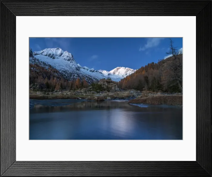Framed Print : Snowy peaks of Monte Disgrazia and Pizzo Averta framed by larch trees in autumn Framed Print : Snowy peaks of Monte Disgrazia and Pizzo Averta framed by larch trees in autumn