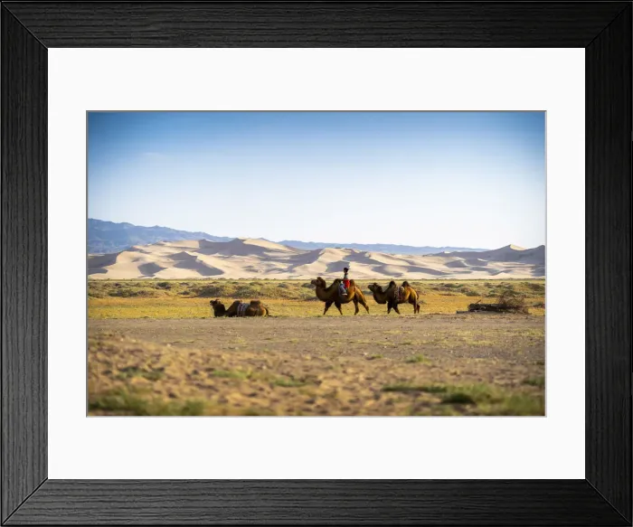 Framed Print : Bactrian camels and Shepherd near Singing Sand Dunes at Khongoryn Els in the Gobi Desert Framed Print : Bactrian camels and Shepherd near Singing Sand Dunes at Khongoryn Els in the Gobi Desert