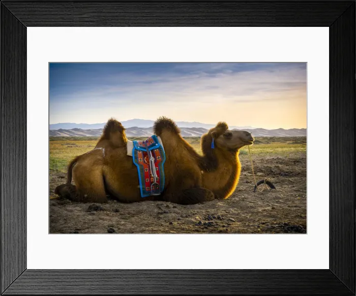 Framed Print : Bactrian camel near Singing Sand Dunes at Khongoryn Els in the Gobi Desert, Mongolia Framed Print : Bactrian camel near Singing Sand Dunes at Khongoryn Els in the Gobi Desert, Mongolia