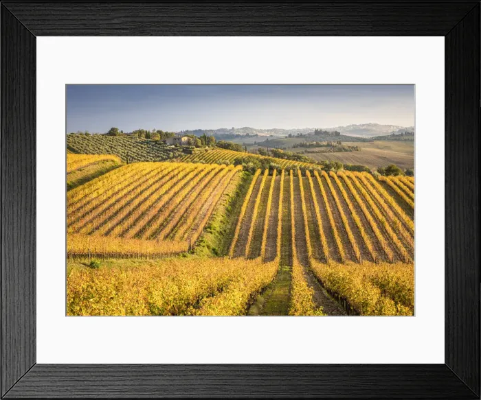 Framed Print : Vineyards near Castellina in Chianti during autumn season Framed Print : Vineyards near Castellina in Chianti during autumn season