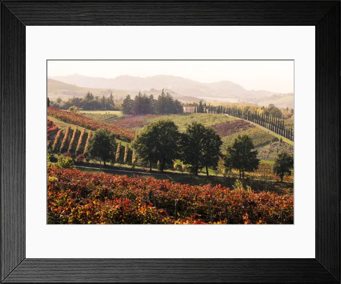 Framed Print : Castelvetro vineyards, Modena province, Emilia Romagna. Italy Framed Print : Castelvetro vineyards, Modena province, Emilia Romagna. Italy