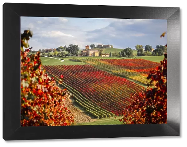 Castelvetro vineyards, Modena province, Emilia Romagna. Italy