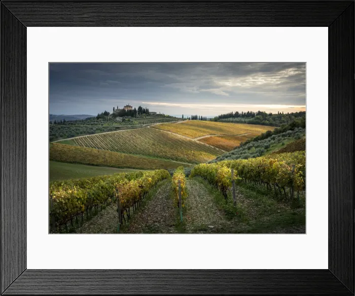 Framed Print : Sangiovese vineyards near Gaiole in Chianti, Florence province, Tuscany, Italy Framed Print : Sangiovese vineyards near Gaiole in Chianti, Florence province, Tuscany, Italy