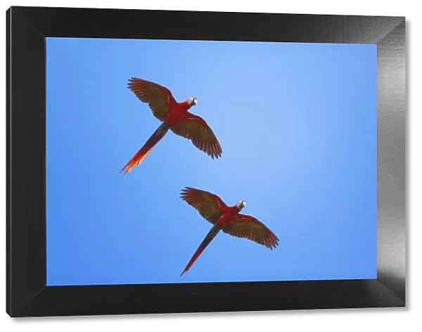 Scarlet Macaws (Ara macao) in flight, Corcovado National Park, Osa Peninsula, Costa Rica