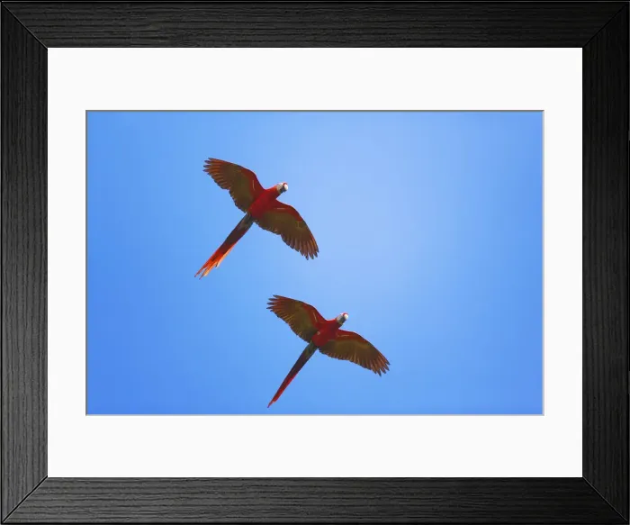 Framed Print : Scarlet Macaws (Ara macao) in flight, Corcovado National Park, Osa Peninsula, Costa Rica