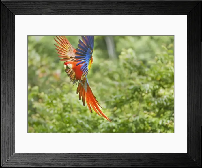 Framed Print : Scarlet Macaw (Ara macao) in flight, Corcovado National Park, Osa Peninsula, Costa Rica