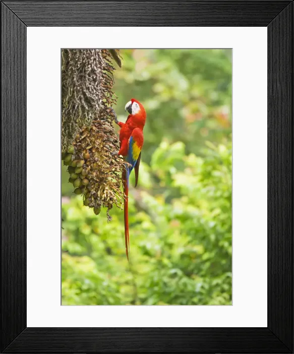 Framed Print : Scarlet Macaws (Ara macao) perching on a tree, Corcovado National Park, Osa Peninsula Framed Print : Scarlet Macaws (Ara macao) perching on a tree, Corcovado National Park, Osa Peninsula