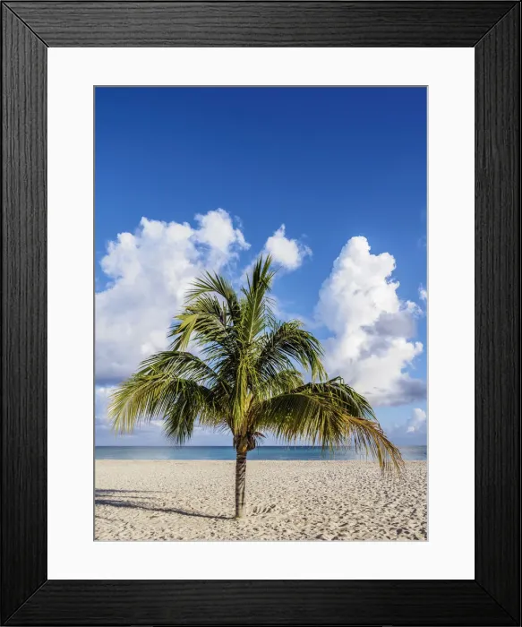 Framed Print : Lone Palm Tree, Guardalavaca Beach, Holguin Province, Cuba