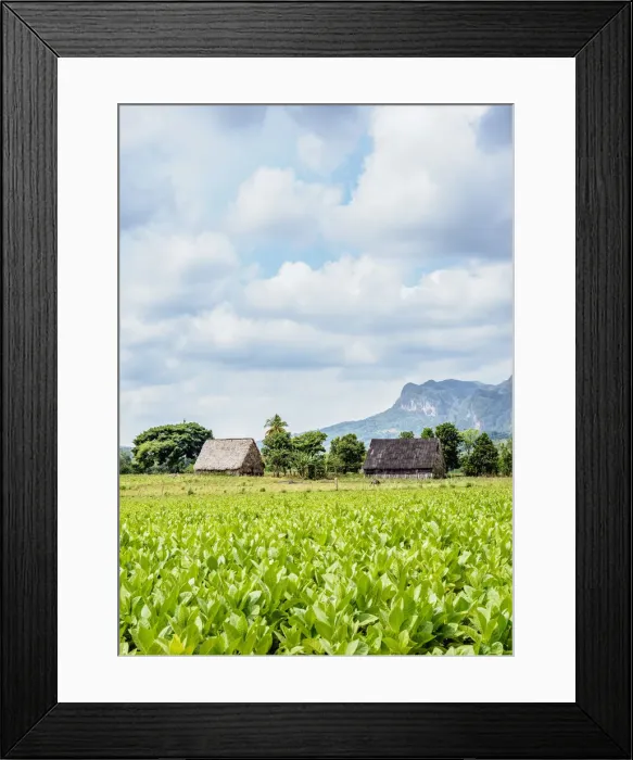 Framed Print : Tobacco Plantation at Vinales Valley, UNESCO World Heritage Site, Pinar del Rio Province Framed Print : Tobacco Plantation at Vinales Valley, UNESCO World Heritage Site, Pinar del Rio Province