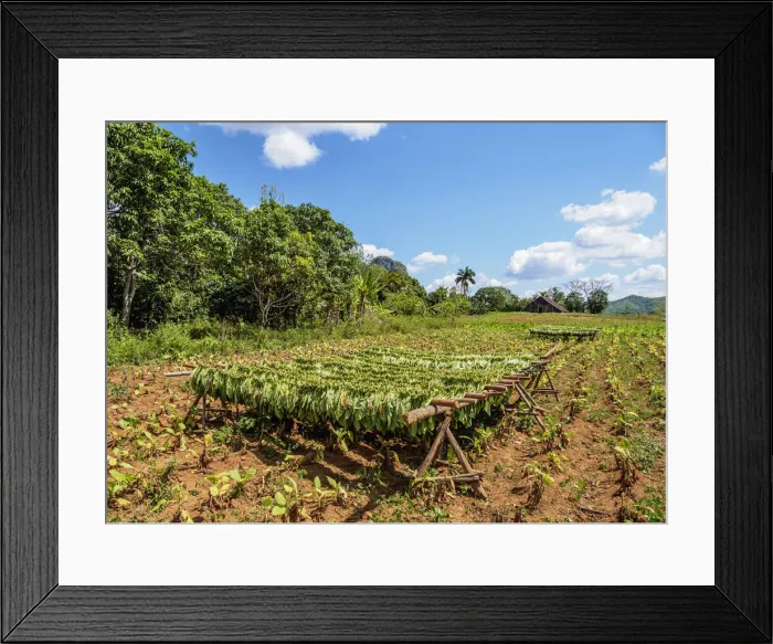 Framed Print : Tobacco leaves drying on the field, Vinales Valley, UNESCO World Heritage Site Framed Print : Tobacco leaves drying on the field, Vinales Valley, UNESCO World Heritage Site