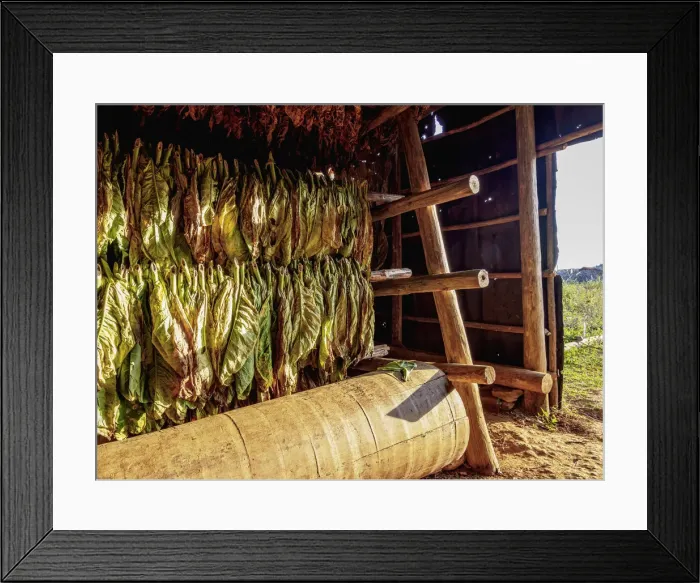 Framed Print : Tobacco drying shed, interior, Vinales Valley, UNESCO World Heritage Site Framed Print : Tobacco drying shed, interior, Vinales Valley, UNESCO World Heritage Site