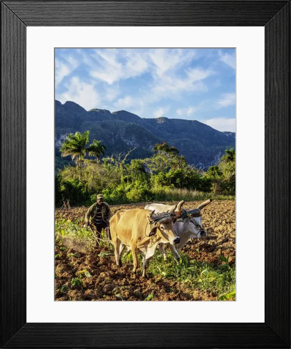 Framed Print : Traditional Plowing at Vinales Valley, UNESCO World Heritage Site, Pinar del Rio Province Framed Print : Traditional Plowing at Vinales Valley, UNESCO World Heritage Site, Pinar del Rio Province