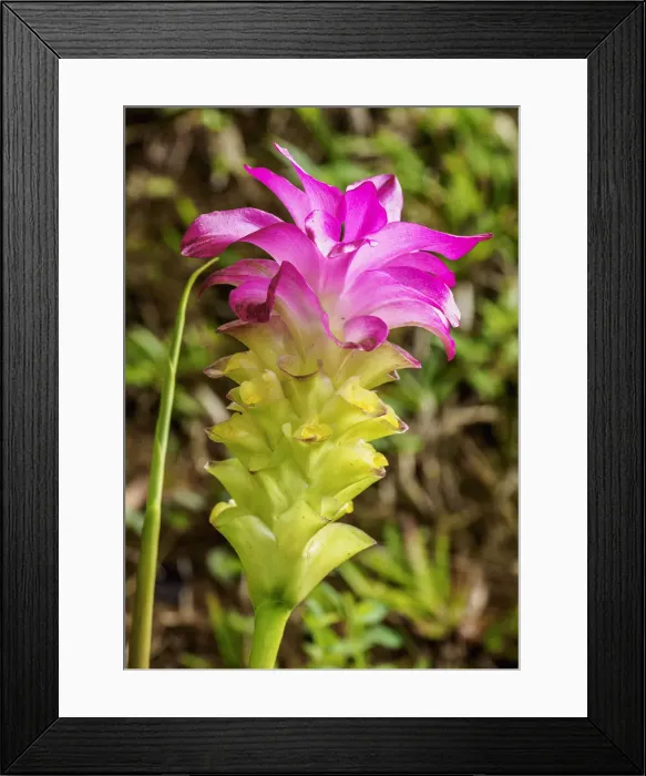 Framed Print : Curcuma Flower (Curcuma alismatifolia), Sierra Maestra, Granma Province, Cuba Framed Print : Curcuma Flower (Curcuma alismatifolia), Sierra Maestra, Granma Province, Cuba
