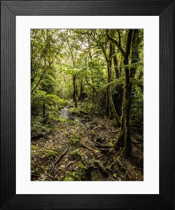 Framed Print : Mountain Trail to Pico Turquino, Sierra Maestra, Granma Province, Cuba Framed Print : Mountain Trail to Pico Turquino, Sierra Maestra, Granma Province, Cuba