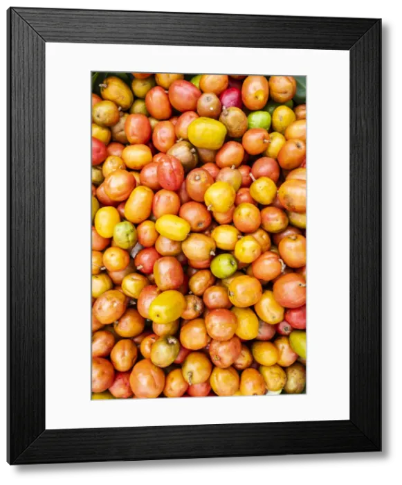 Framed Print : Americas, Central America, El Salvador, jocote (Spondias purpurea Framed Print : Americas, Central America, El Salvador, jocote (Spondias purpurea