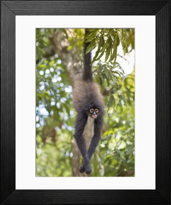 Framed Print : Americas, Central America, Puerto Barillas, El Salvador Framed Print : Americas, Central America, Puerto Barillas, El Salvador