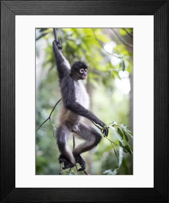 Framed Print : Americas, Central America, Puerto Barillas, El Salvador Framed Print : Americas, Central America, Puerto Barillas, El Salvador