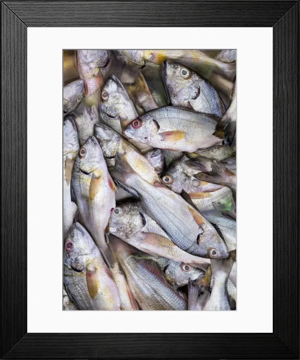 Framed Print : Americas, Central America, El Salvador, fish for sale in a Pacific coast market Framed Print : Americas, Central America, El Salvador, fish for sale in a Pacific coast market