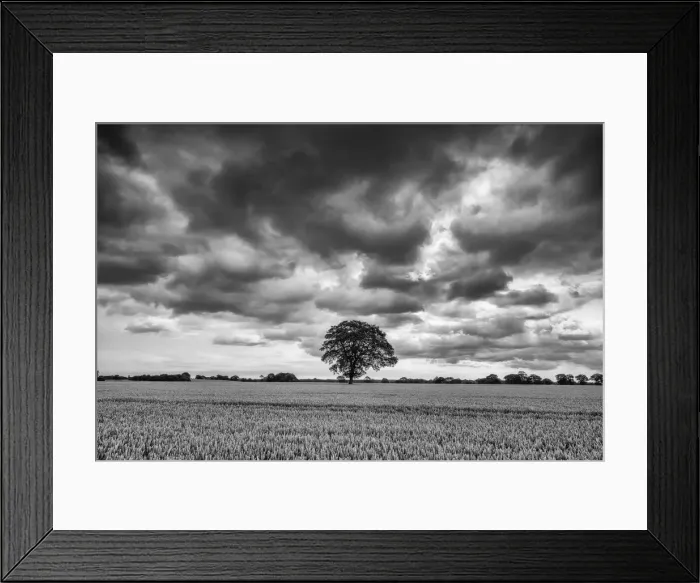 Framed Print : Storm over Tree in Wheatfield, Norfolk, England Framed Print : Storm over Tree in Wheatfield, Norfolk, England