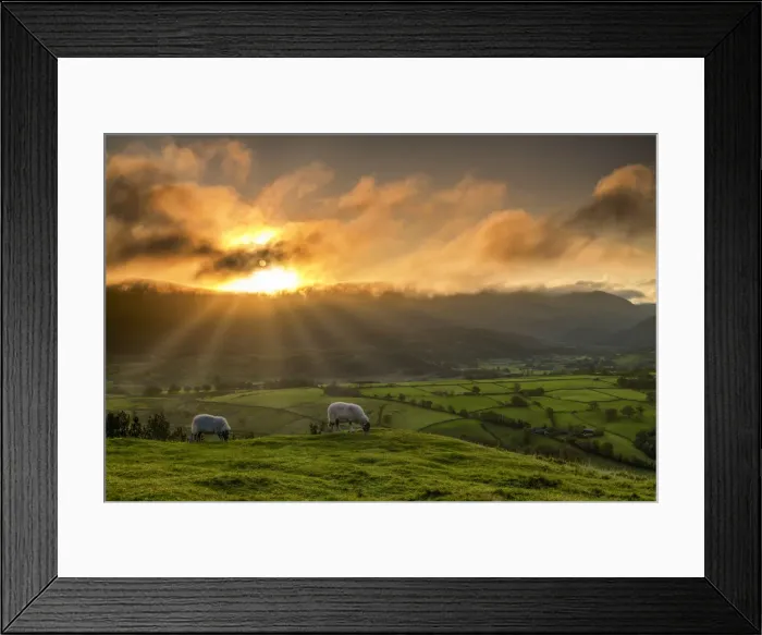 Framed Print : Grazing Sheep at Sunrise, Lake District National Park, Cumbria, England Framed Print : Grazing Sheep at Sunrise, Lake District National Park, Cumbria, England